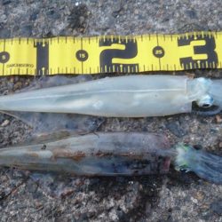 デイヤリイカエギング