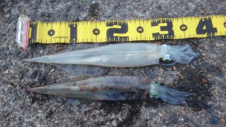 デイヤリイカエギング