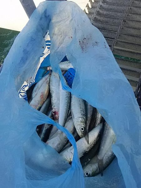 サビキ釣りでマイワシ絶好調