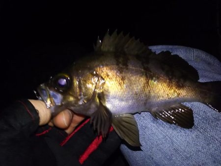 低潮位も高活性！