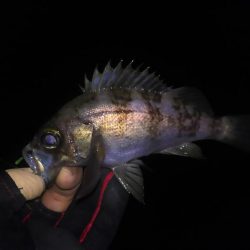 嬉しいピキイチ！