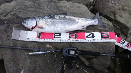 シーバス釣りのはずが