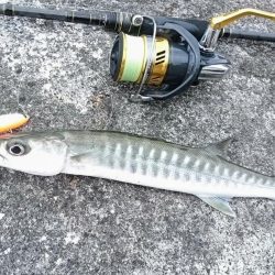 オニカマス以外は激シブ