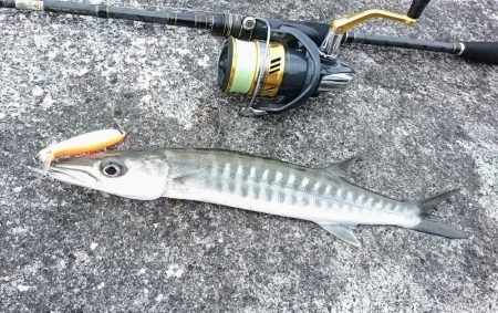 オニカマス以外は激シブ