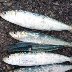 久しブリ❗逃しイワシ