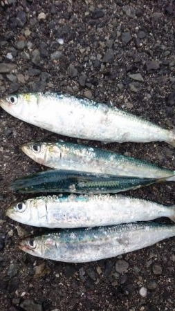 久しブリ❗逃しイワシ