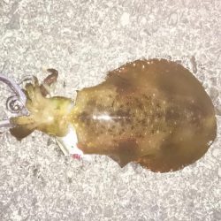 天気がよくてあまり寒く無さそうだったので