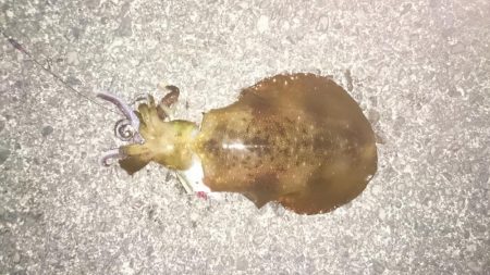 天気がよくてあまり寒く無さそうだったので