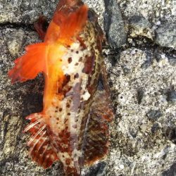 今日は、やっと。でも昨日