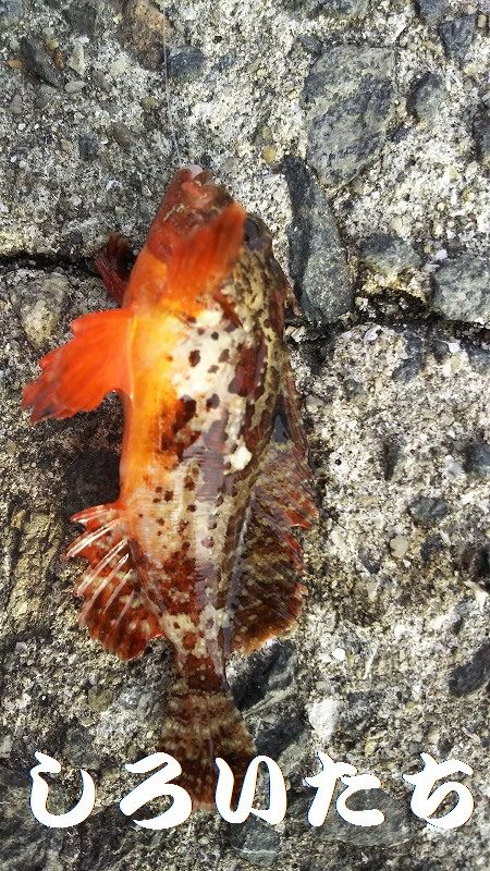 今日は、やっと。でも昨日