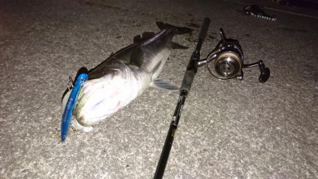 シーバスキャッチ