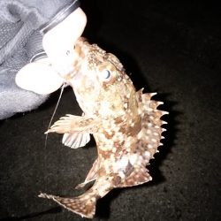 メバルはいずこ…？