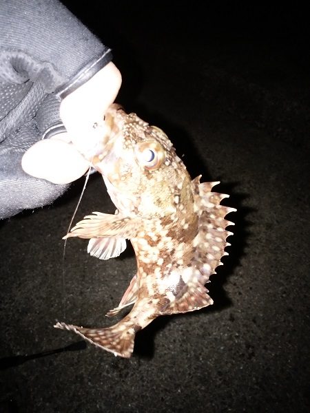 メバルはいずこ…？