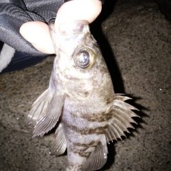 初フロート釣果