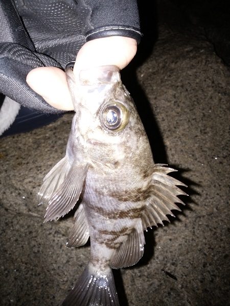 初フロート釣果