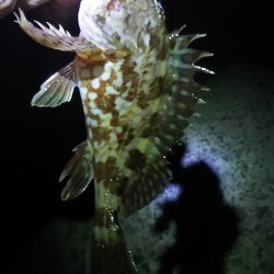 ガシラがよく釣れました。でも・・・