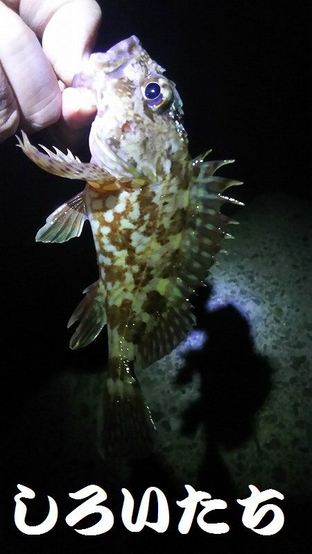 ガシラがよく釣れました。でも・・・