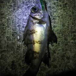 やっぱり下手ですわ～