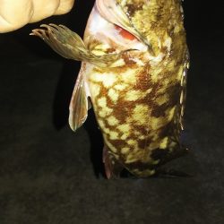 今日もガッシー。