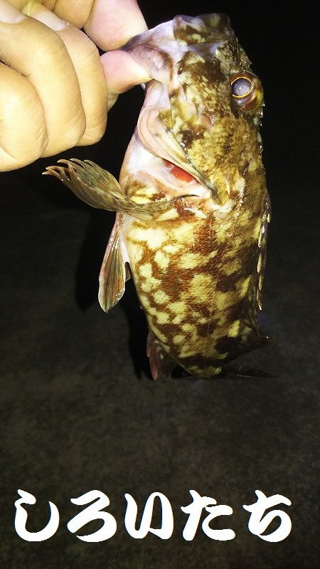 今日もガッシー。