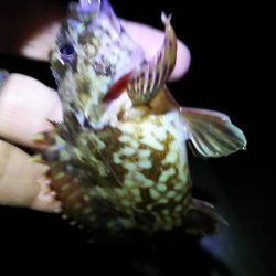 今日こそはメバル釣りたい。