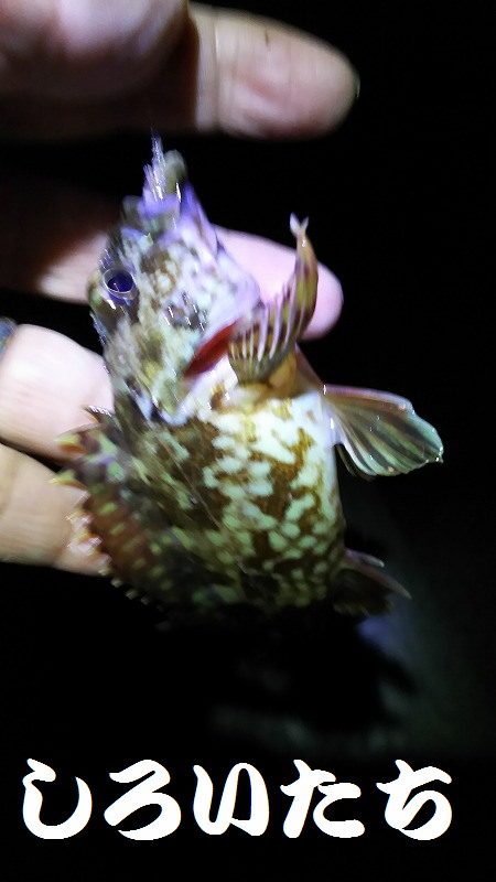 今日こそはメバル釣りたい。