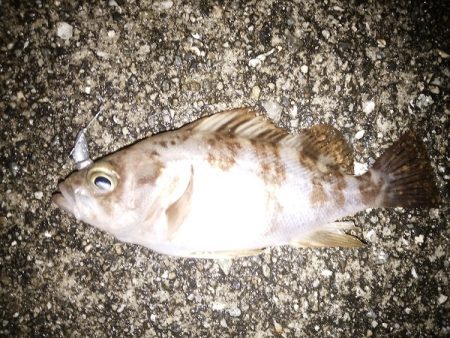 朝マズメのメバル