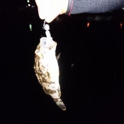 風邪はなかったがアタリもなく