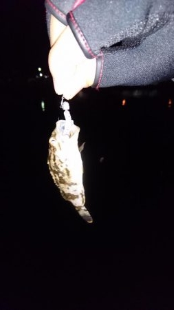 風邪はなかったがアタリもなく