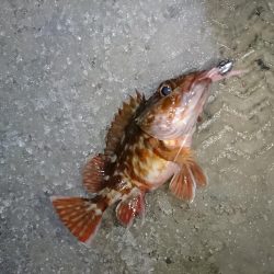 何度目かのヤリイカリベンジ