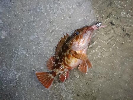 何度目かのヤリイカリベンジ