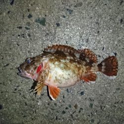 ヤリイカリベンジ！