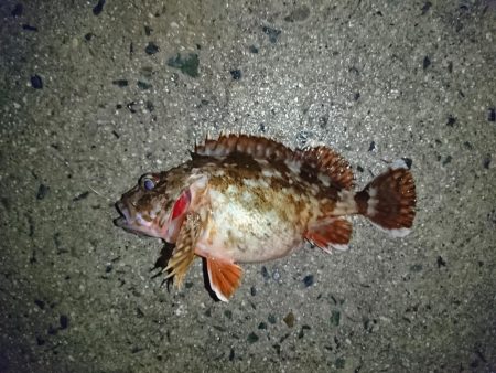 ヤリイカリベンジ！