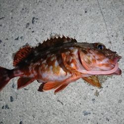 本命はヤリイカだが……