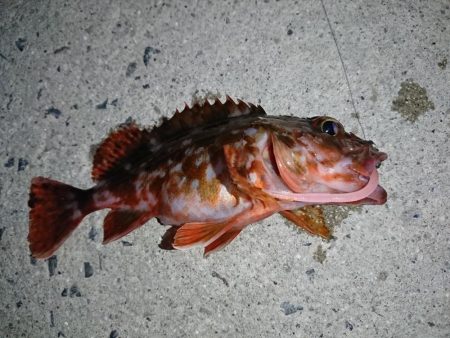 本命はヤリイカだが……