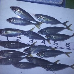 尺アジ　ドォ～ン