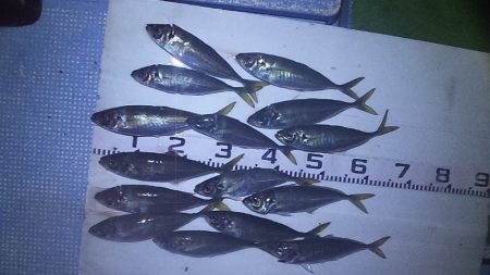 尺アジ　ドォ～ン