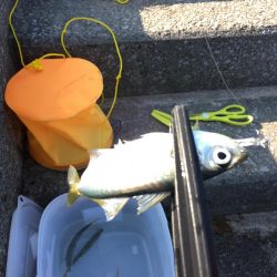 激シブのデイアジング