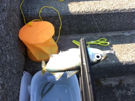 激シブのデイアジング