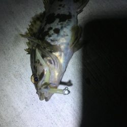 狙い通りの１匹