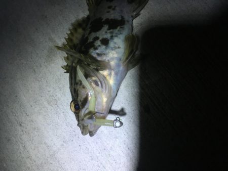 狙い通りの１匹