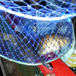 室内釣堀(フナ2匹)