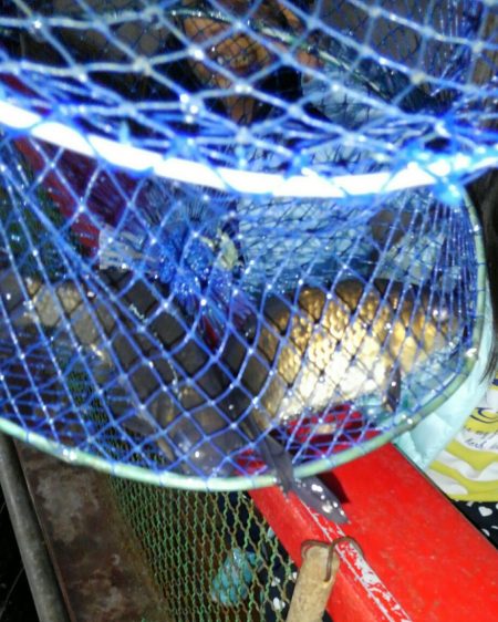 室内釣堀(フナ2匹)