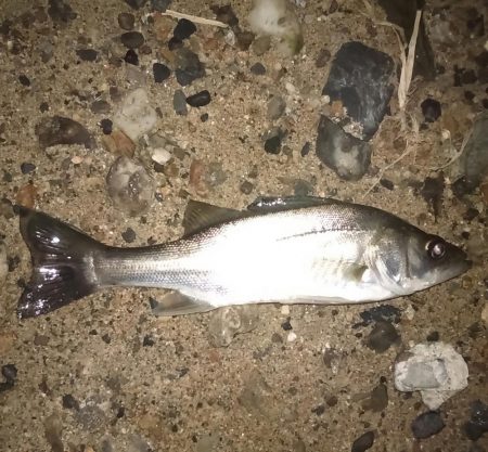 ホームの淀川でライトゲーム