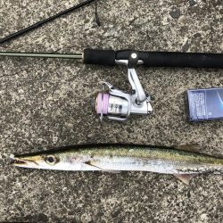 ５０センチカマス