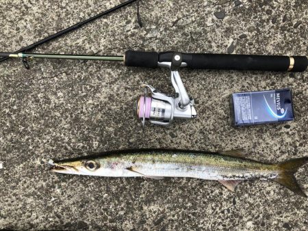 ５０センチカマス