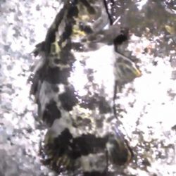 ランカータケノコ狙い（汗）