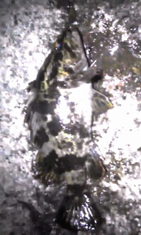 ランカータケノコ狙い（汗）