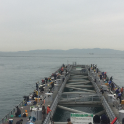 マイワシ大量です