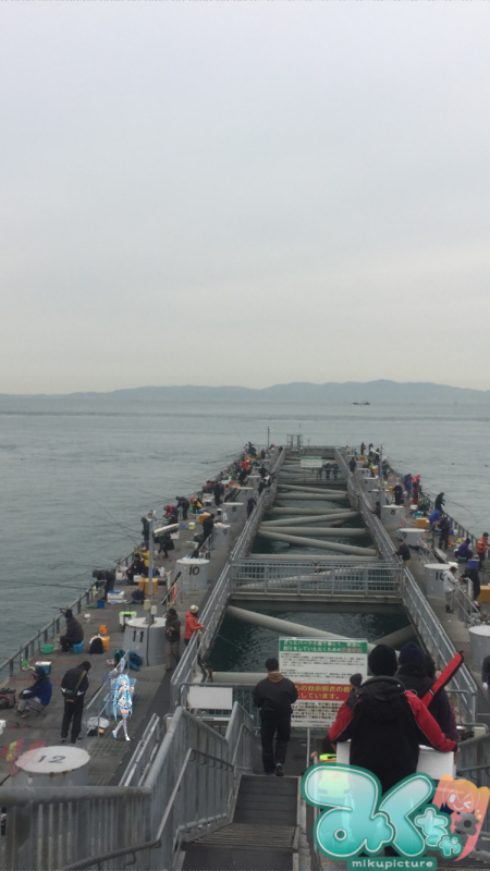 マイワシ大量です